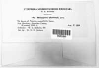 Melampsora medusae image